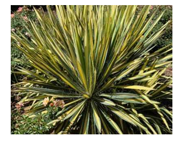 Yucca f. 'Color Guard' plant